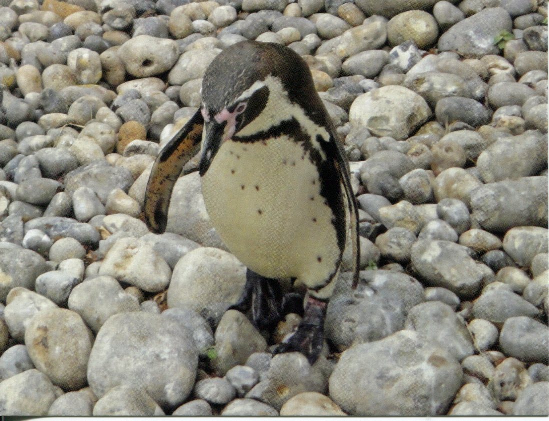 Humbolt Penguins or Peruvian Penguins or Patranca